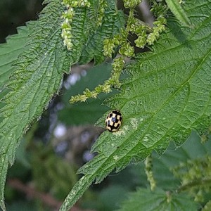 Episode 41: Propylea quattuordecimpunctata - The 14-Spot Ladybird