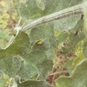 Season 1 Episode 2. Psyllobora vigintiduopunctata - The 22 Spot Ladybird