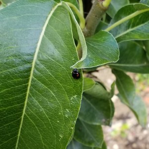 Season 1 Episode 3. Exochomus quadripustulatus - The pine ladybird