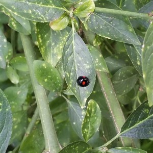 Episode 13. Chilocorus renipustulatus - The Kidney Spot Ladybird