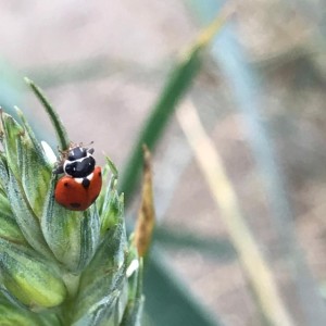 Episode 21: Hippodamia variegata - The Adonis Ladybird