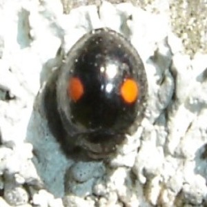 Episode 42: Chilocorus stigma - The Twice-Stabbed Ladybug