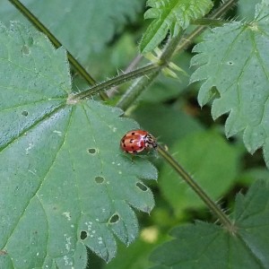 Episode 11. Harmonia quadripunctata - The Cream Streaked Ladybird