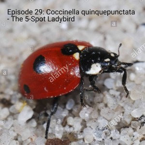 Episode 29: Coccinella quinquepunctata - The 5-Spot Ladybird