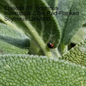 Episode 31: Scymnus interruptus - The Red-Flanked Scymnus Ladybird