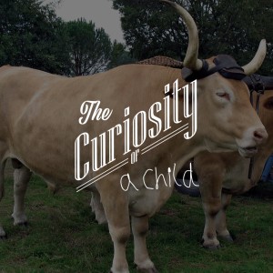 26: đ Oxen, more than just âunintact bullsâ