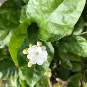 Sunday Morning Meditation for Coping with Global Suffering and Unrest