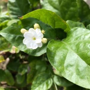 Happy Mother’s Day and Sunday Meditation Podcast ~ May 8 2022