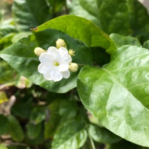 Spring Has Arrived in the South with Plenty of Pollen