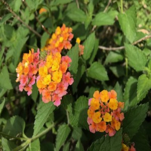 Sunday Morning Meditation with Hummingbirds   October 4 2020