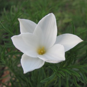 Walking with Grief  ~ Finding our way through personal and global loss and sorrow