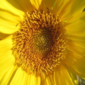 Sunday Meditation Podcast ~ March 6 2022 Walk in the Park and Mini-Vacation to buy local honey !!!