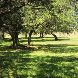 Morning Meditation under the Trees 