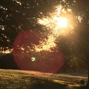 Morning Walk in Sunshine