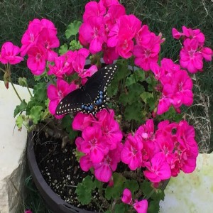 Special Sunday Gratitude Meditation for Mother's Day