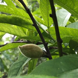 Trees and Our Lungs !!! Creation Is Amazing! Tuesday, June 11, 2024