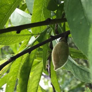 Sunday Meditation Podcast ~ August 7 2022  Creating Emotional Stability and Coherence in Nature