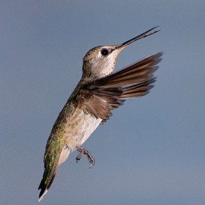 Friday Morning Meditation with Hummingbirds ... September 9 2020