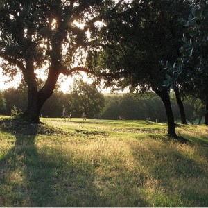 Morning Meditation with a Cooling Breeze