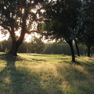Sunday Meditation ~ October 3 2021 Thinking about Trees and Meditating in the Park