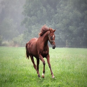 Sunday Meditation Podcast ~ June 12 2022 The Ongoing Benefits of Rest and Play !!!