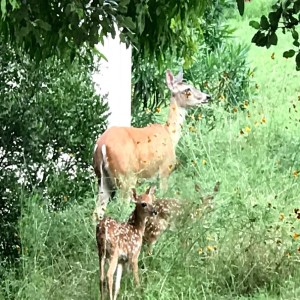 Sunday Meditation ~ If Everyone is talking and no one is listening, how can we ever solve our differences ?
