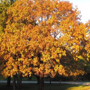 Sunday Meditation for October 31 2021 ~ Happy All Hallows Eve