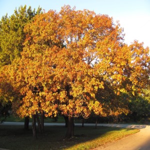 An Equinox Meditation ~ Wednesday September 21 2022