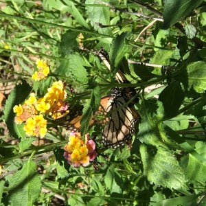 Special Monarch Butterfly Podcast ~ Interview with Christopher, founder of LiveMonarch.com