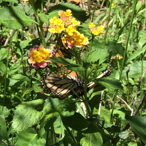 Butterflies and a Walk in the Woods ...