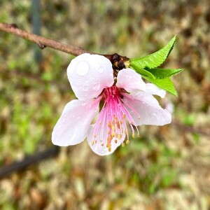 Easter Podcast with Inner Peace Meditation for the Whole World