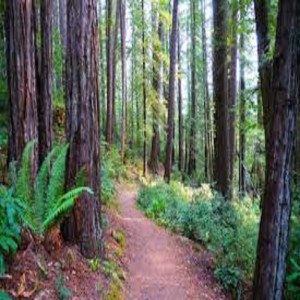 Sunday Meditation Podcast ~ July 17 2022 ~ Tree Meditation for Centering and Resting