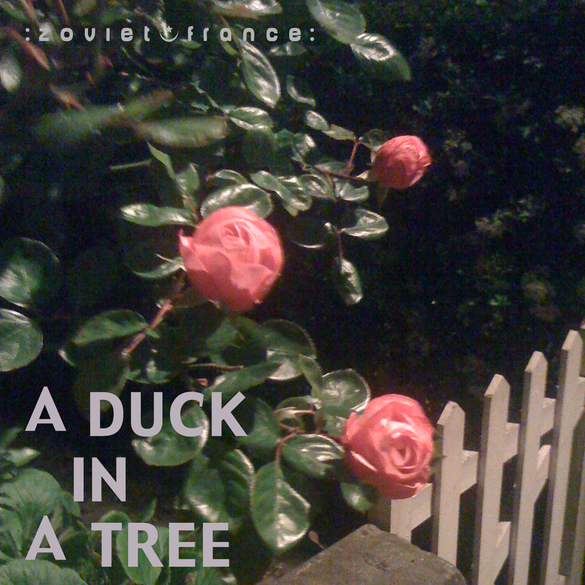 A Duck in a Tree 2012-12-22 | A Row of Tricks
