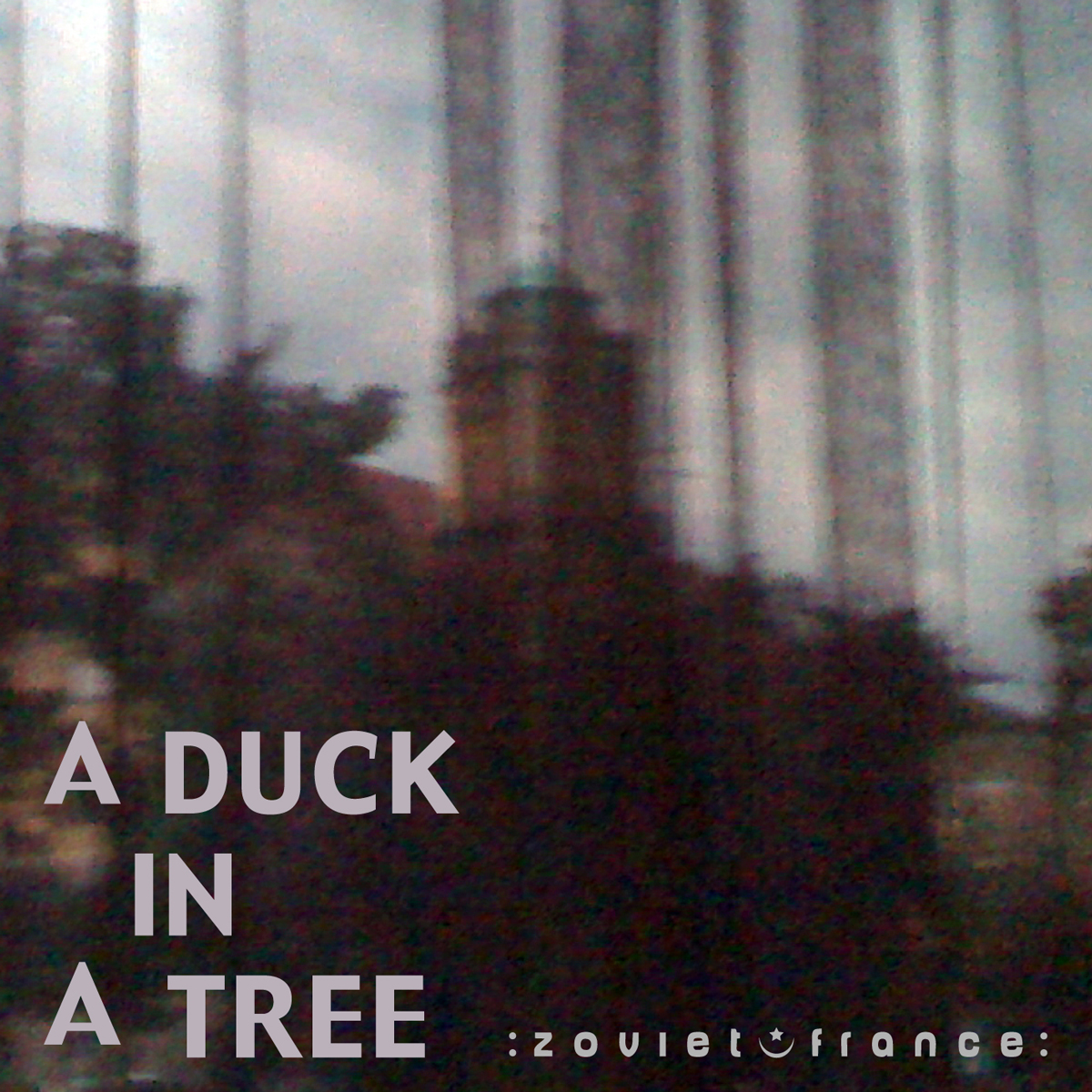 A Duck in a Tree 2012-09-15 | Be Guided, You Will Keep an Immortal Recollection