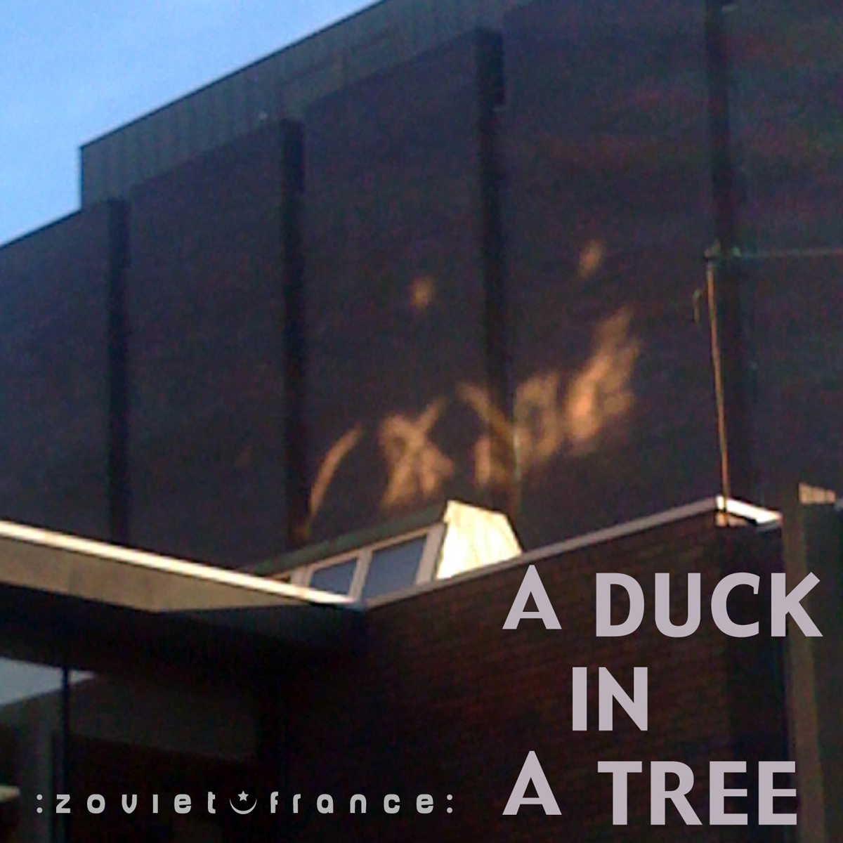 A Duck in a Tree 2012-11-24 | Radiance to the World