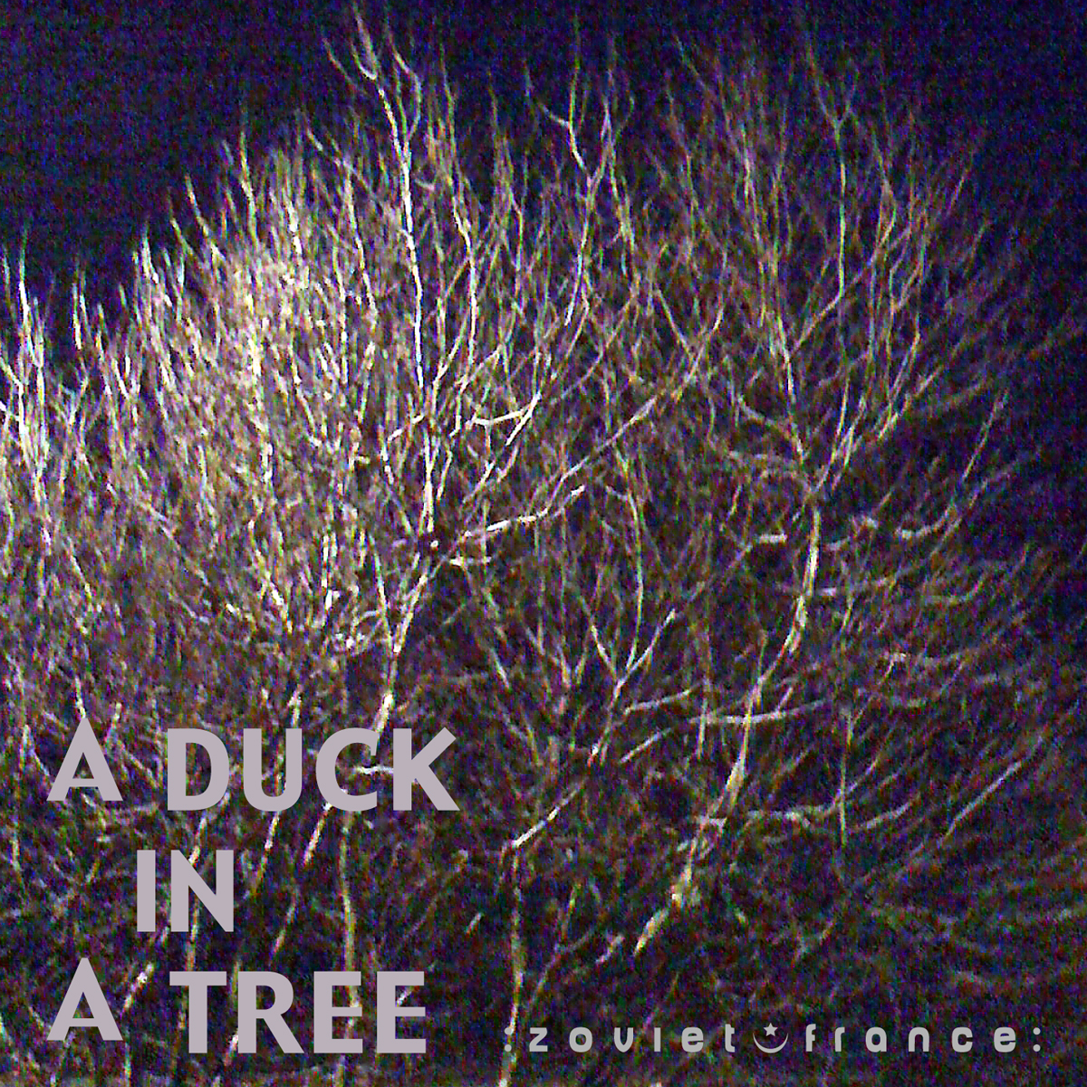 A Duck in a Tree 2013-01-05 | Wait Light the Falls