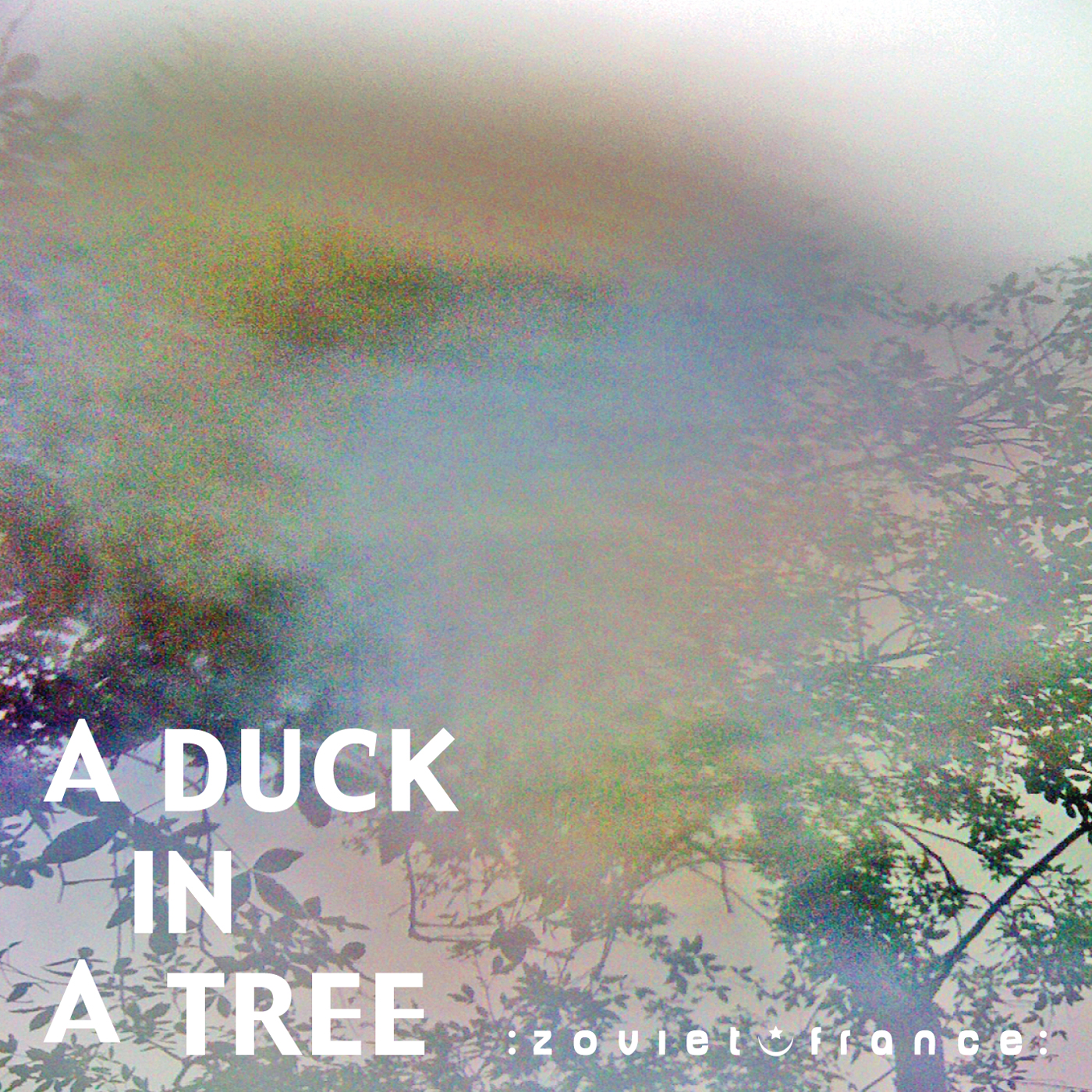 A Duck in a Tree 2013-01-26 | This Stranger's Kiss, This Red Moon