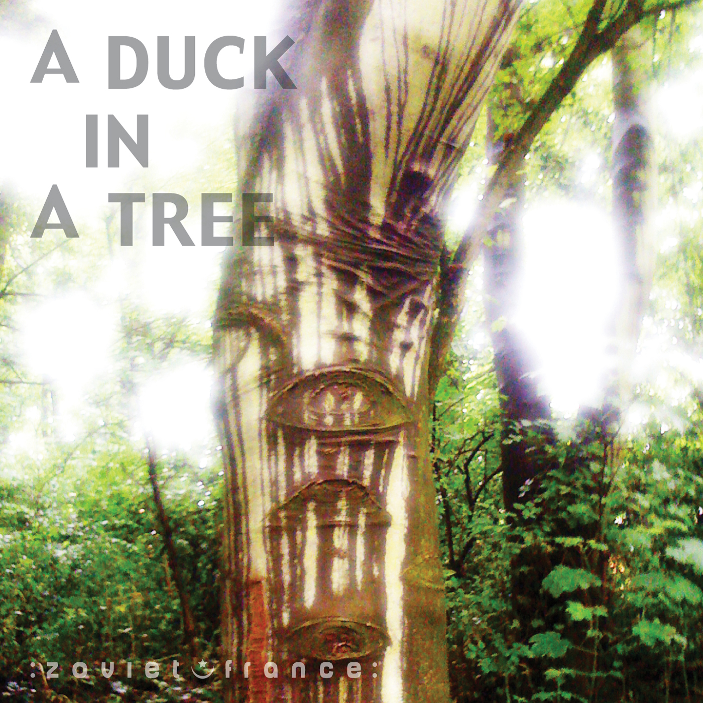 A Duck in a Tree