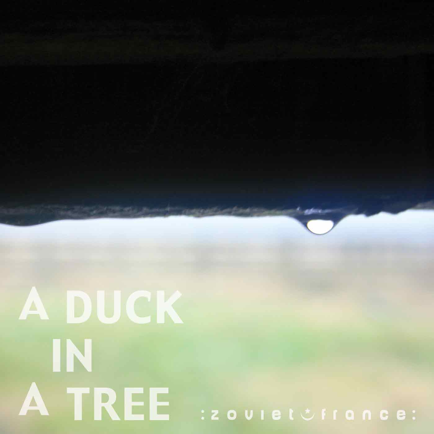 A Duck in a Tree 2013-05-25 | Before and After Silence