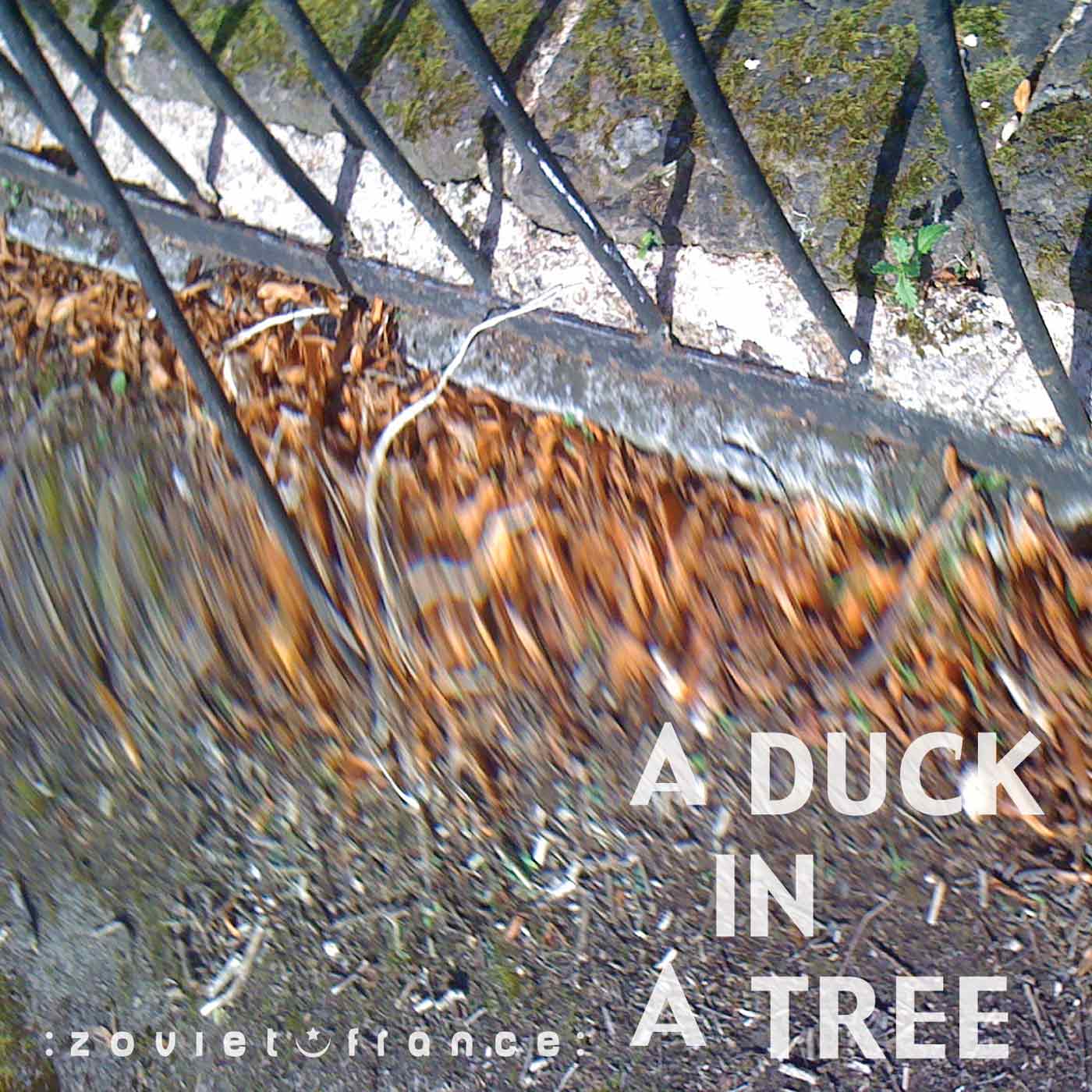 A Duck in a Tree 2013-06-01 | A Number Past a Note Past a Letter