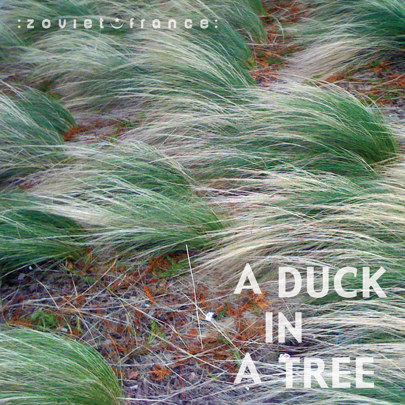 A Duck in a Tree 2013-06-15 | The Chord That Did Not Exist