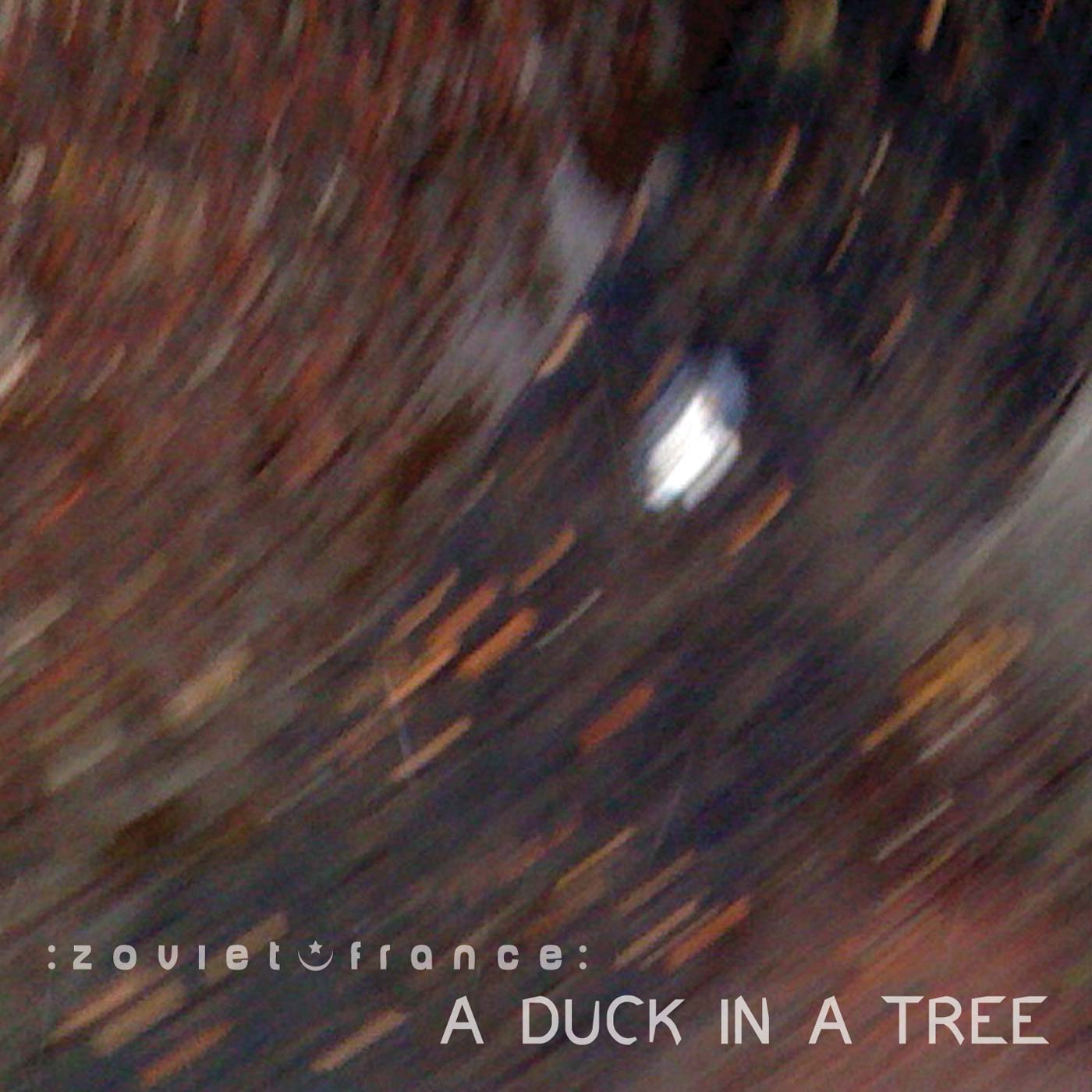 A Duck in a Tree 2014-05-24 | Spring Reverberates