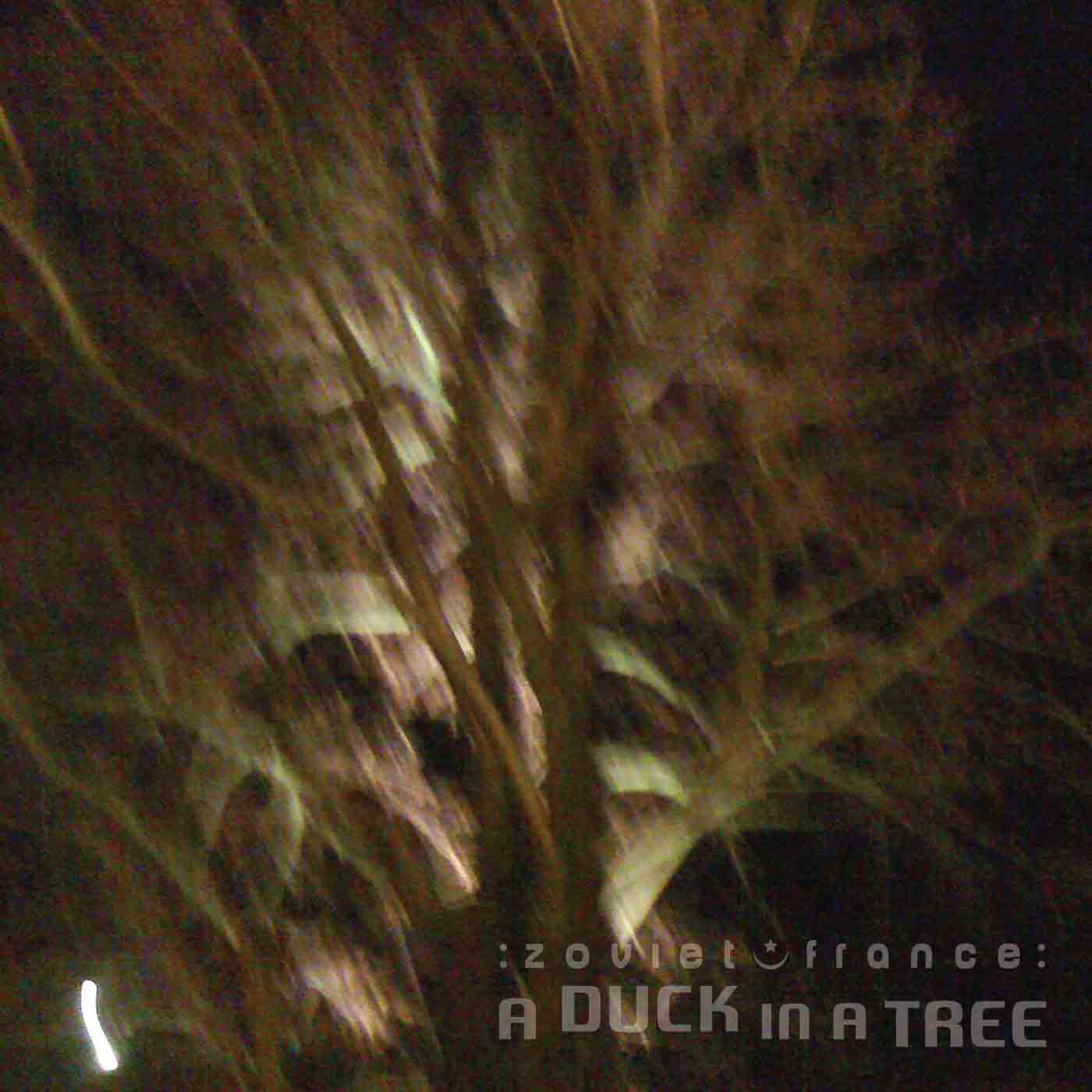 A Duck in a Tree 2014-09-06 | A Mirror Made of Wood