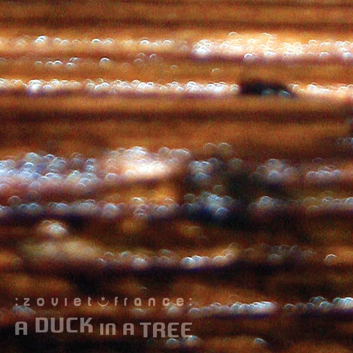 A Duck in a Tree 2014-10-25 | Authentic Past This Point