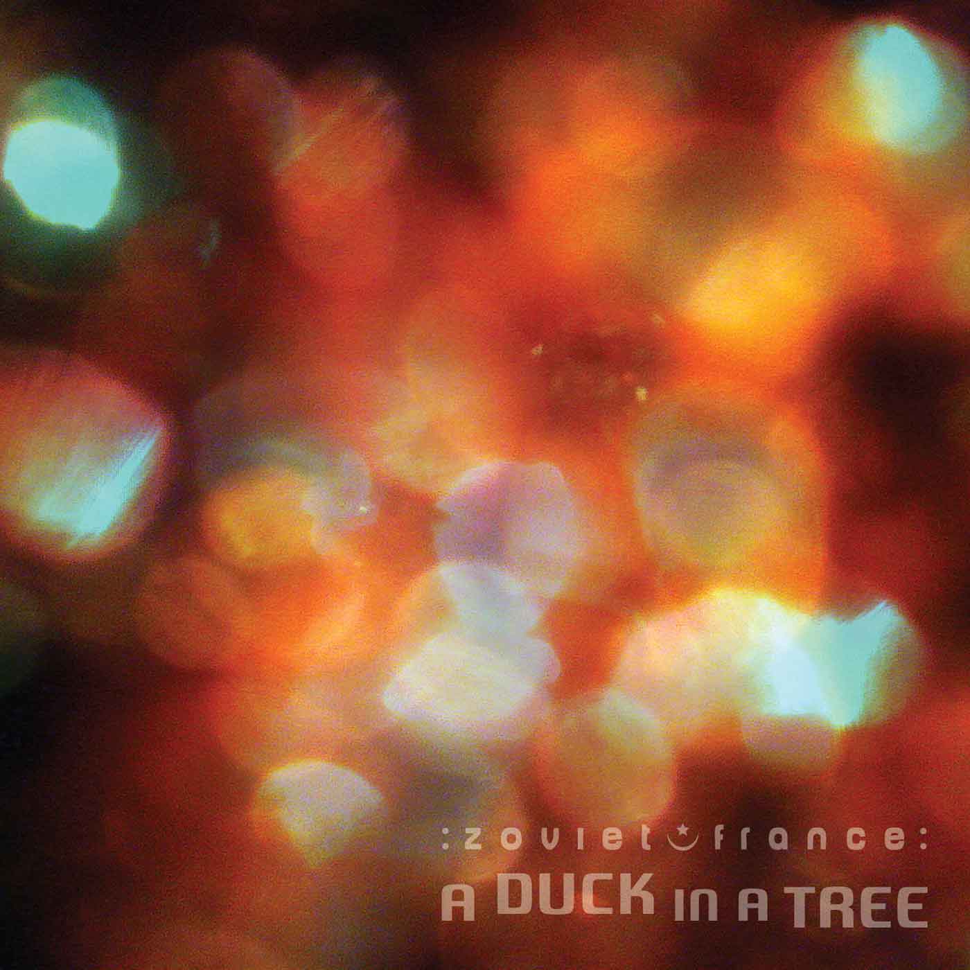 A Duck in a Tree 2014-11-29 | About the Bushbeat