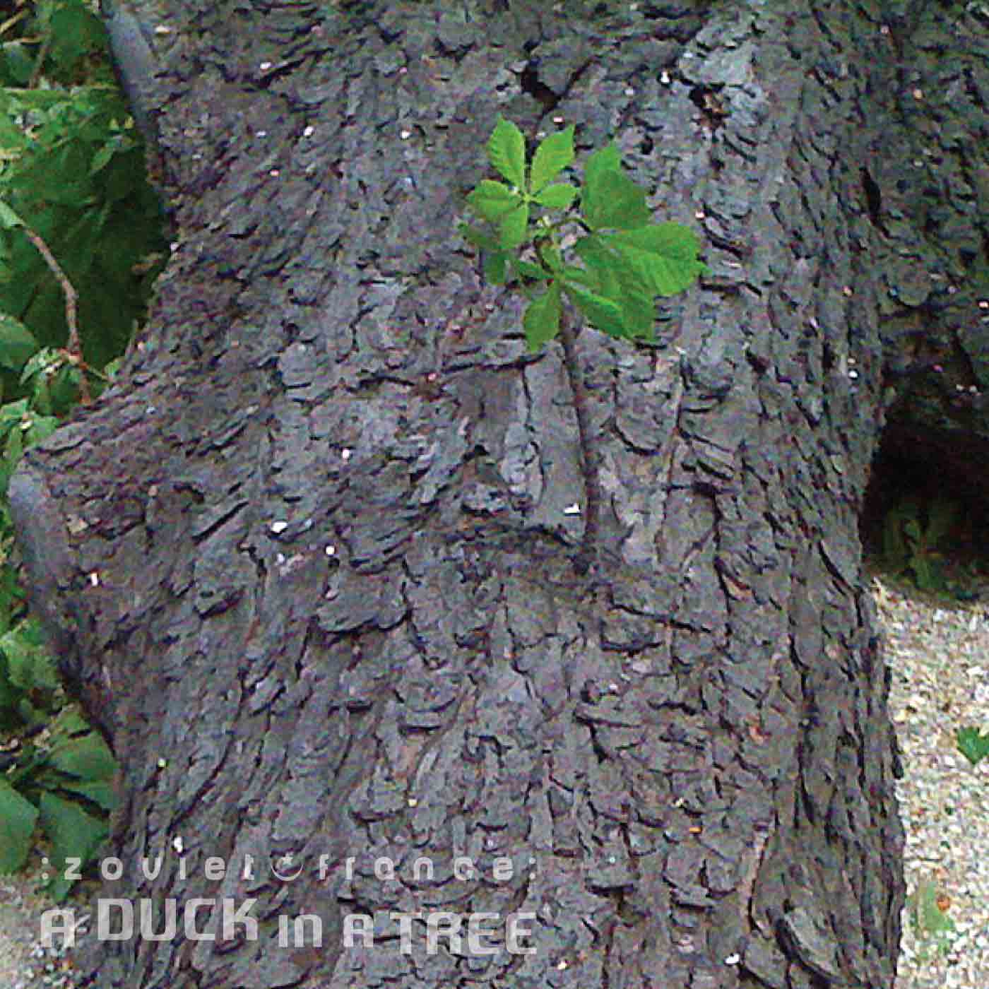 A Duck in a Tree 2015-01-31 | A Diversion along the Road to Somewhere Else