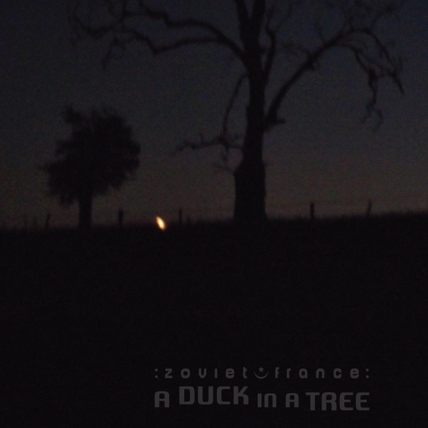 A Duck in a Tree 2015-03-28 | The Flame to the Bowl