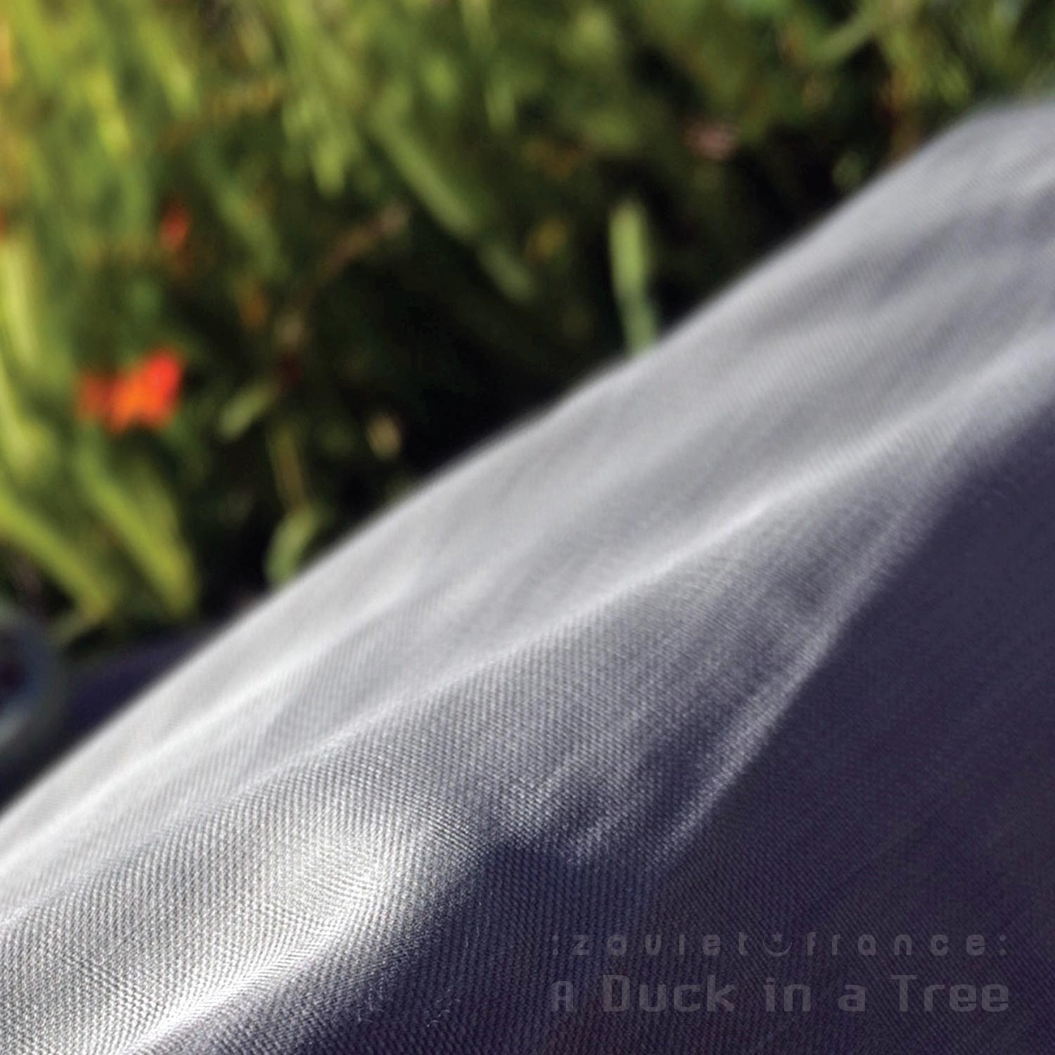 A Duck in a Tree