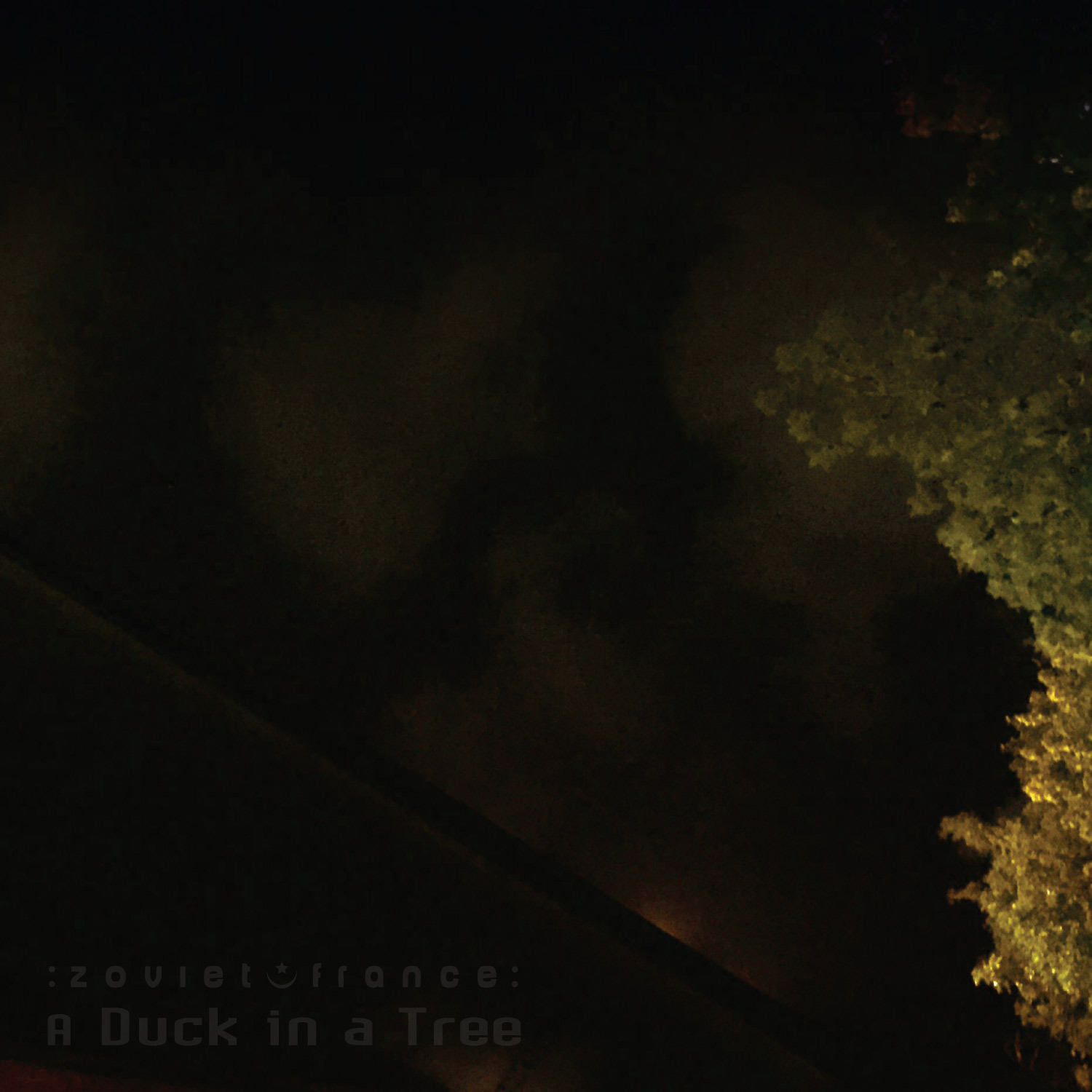A Duck in a Tree