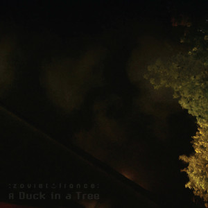 A Duck in a Tree 2019-03-16 | Fallen Leaves, a Soft Past